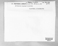 Solorina spongiosa image